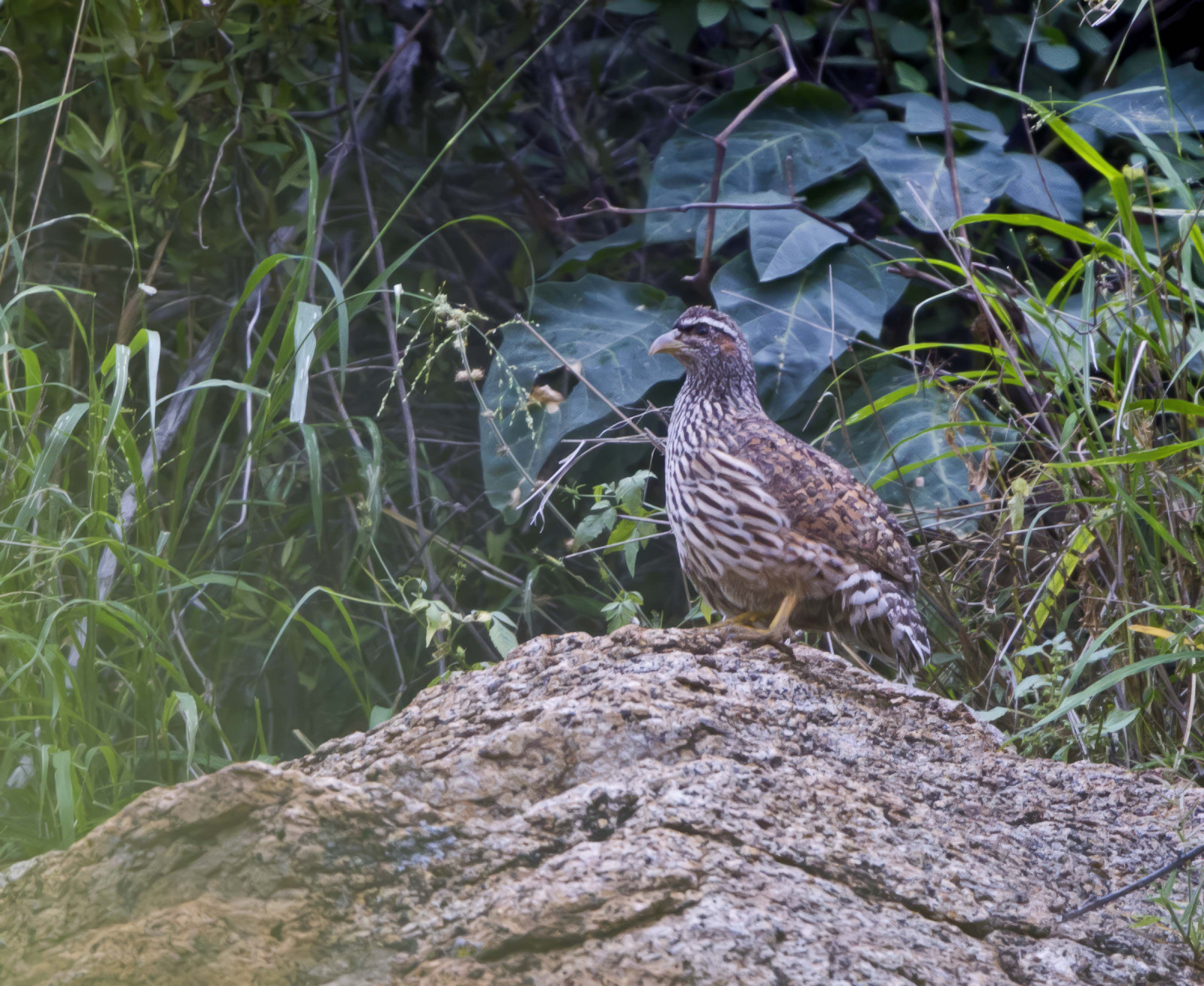 image Hartlaub's Spurfowl
